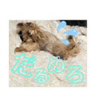 うちの3子犬♡（個別スタンプ：9）