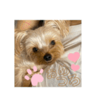 うちの3子犬♡（個別スタンプ：10）