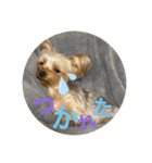 うちの3子犬♡（個別スタンプ：11）