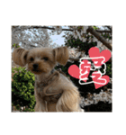 うちの3子犬♡（個別スタンプ：12）