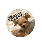 うちの3子犬♡（個別スタンプ：13）
