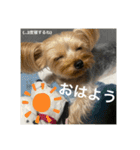 うちの3子犬♡（個別スタンプ：14）