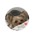 うちの3子犬♡（個別スタンプ：15）