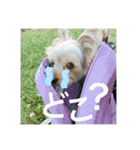 うちの3子犬♡（個別スタンプ：16）