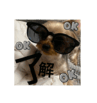うちの3子犬♡（個別スタンプ：17）