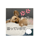 うちの3子犬♡（個別スタンプ：18）
