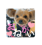 うちの3子犬♡（個別スタンプ：20）