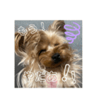 うちの3子犬♡（個別スタンプ：21）