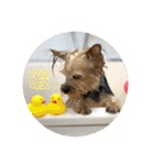 うちの3子犬♡（個別スタンプ：22）