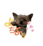うちの3子犬♡（個別スタンプ：23）