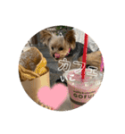 うちの3子犬♡（個別スタンプ：25）
