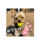 うちの3子犬♡（個別スタンプ：26）