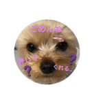 うちの3子犬♡（個別スタンプ：27）