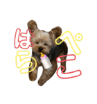 うちの3子犬♡（個別スタンプ：28）