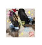 うちの3子犬♡（個別スタンプ：30）
