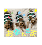 うちの3子犬♡（個別スタンプ：31）
