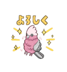インコのあいさつのスタンプ（個別スタンプ：8）