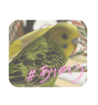 ゆきちゃん宅スタンプ28（個別スタンプ：22）