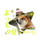 柴犬 豆之進 日常STAMP‎‎✩【関西弁】其の八（個別スタンプ：2）