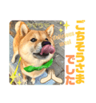 柴犬 豆之進 日常STAMP‎‎✩【関西弁】其の八（個別スタンプ：3）