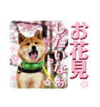 柴犬 豆之進 日常STAMP‎‎✩【関西弁】其の八（個別スタンプ：5）