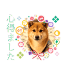 柴犬 豆之進 日常STAMP‎‎✩【関西弁】其の八（個別スタンプ：6）