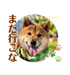 柴犬 豆之進 日常STAMP‎‎✩【関西弁】其の八（個別スタンプ：7）