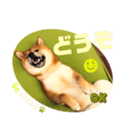 柴犬 豆之進 日常STAMP‎‎✩【関西弁】其の八（個別スタンプ：8）