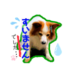 愛犬ジャンプと日常会話（個別スタンプ：9）