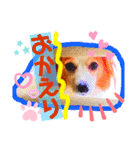 愛犬ジャンプと日常会話（個別スタンプ：10）