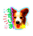 愛犬ジャンプと日常会話（個別スタンプ：11）