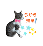 小春びより…の空（個別スタンプ：8）