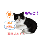 小春びより…の空（個別スタンプ：16）