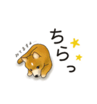 豆柴の華ちゃん（個別スタンプ：14）