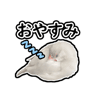 可愛い文鳥 ぴよまる_よく使うフレーズ（個別スタンプ：3）