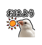 可愛い文鳥 ぴよまる_よく使うフレーズ（個別スタンプ：4）