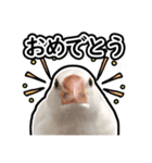 可愛い文鳥 ぴよまる_よく使うフレーズ（個別スタンプ：6）