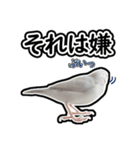 可愛い文鳥 ぴよまる_よく使うフレーズ（個別スタンプ：15）