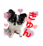 Chihuahua！ チワワ！（個別スタンプ：1）