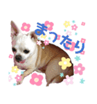 Chihuahua！ チワワ！（個別スタンプ：3）