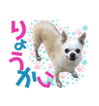 Chihuahua！ チワワ！（個別スタンプ：25）