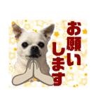 Chihuahua！ チワワ！（個別スタンプ：31）