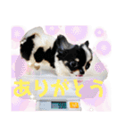 Chihuahua！ チワワ！（個別スタンプ：40）