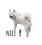 白柴犬と海（個別スタンプ：2）