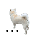 白柴犬と海（個別スタンプ：4）