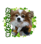 ちっちゃいパピヨン（個別スタンプ：1）