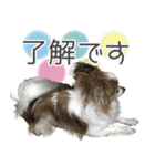 ちっちゃいパピヨン（個別スタンプ：2）