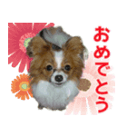 ちっちゃいパピヨン（個別スタンプ：6）
