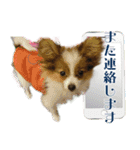 ちっちゃいパピヨン（個別スタンプ：7）