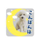 うちのハウルくん（個別スタンプ：3）
